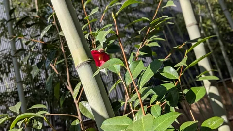 竹林に咲く一輪の情熱