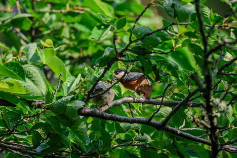 親鳥の愛情、小さな命の食事風景