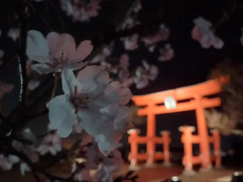 幻想的な夜桜と鳥居のコントラスト
