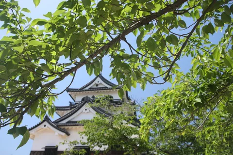 葉陰から覗く古城の趣