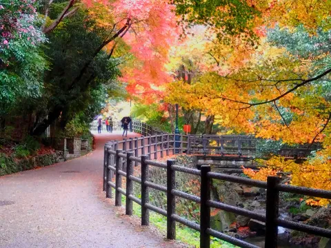 紅葉彩る散歩道