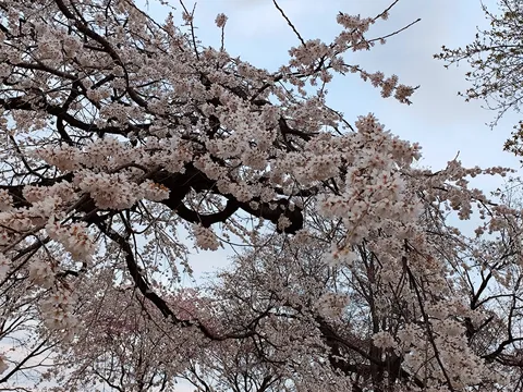 薄桃色の季節、満開の桜
