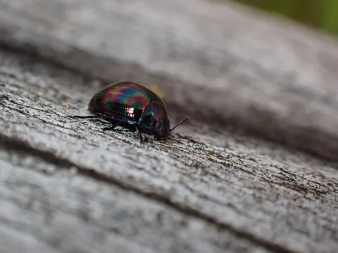 玉虫色の宝石、木肌に光る