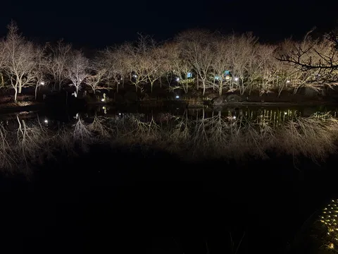 夜の樹影と水面の静寂