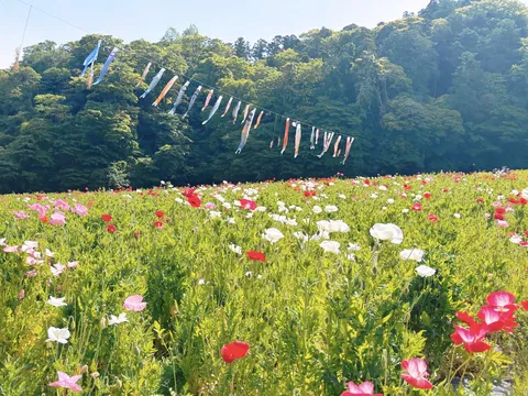 花畑を泳ぐ鯉のぼり