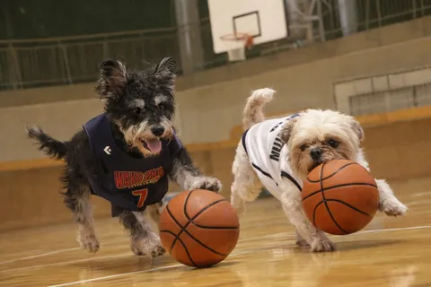 バスケと犬の躍動