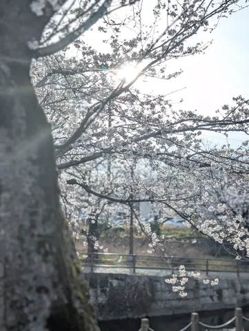 陽光きらめく川辺の桜