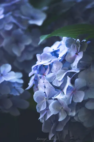 青い時間が宿る花房