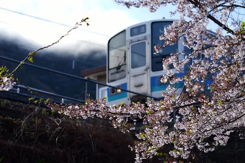 桜と春霞、彩る鉄道
