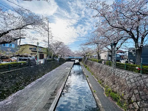 桜並木の小径、水面に映る青空