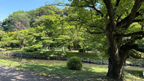 木漏れ日と水辺の憩い