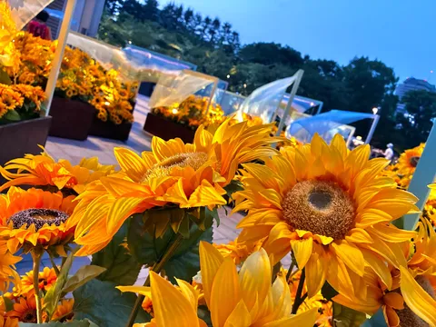 夕暮れ時を彩るひまわり