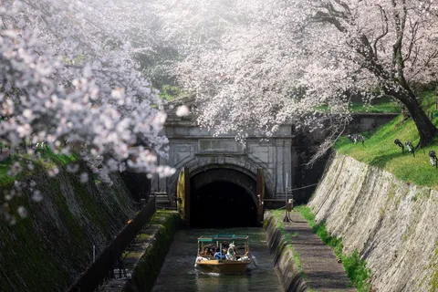 桜のトンネル、いざ探検へ！