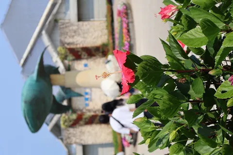 ハイビスカスと噴水