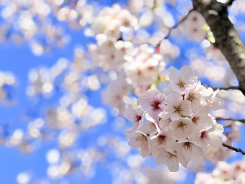 桜