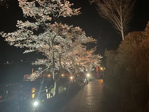 夜道に咲く桜の灯り
