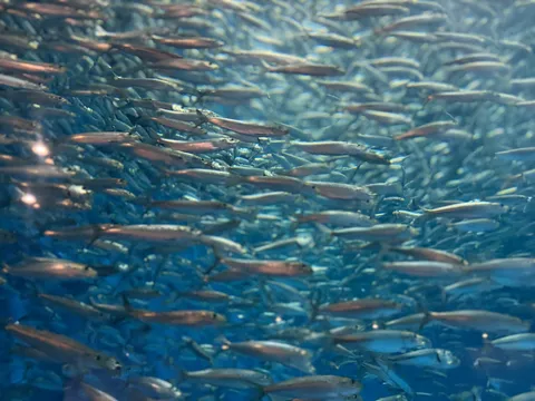 銀河鉄道、いや、魚群鉄道？