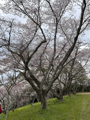 春の訪れ、満開の桜並木