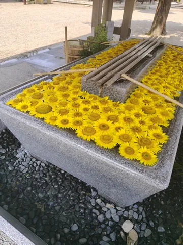 水面に咲くひまわりの泉
