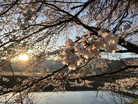 桜、夕日にキメすぎてない？