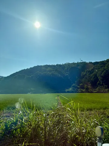 眩しい日差しと田園の道