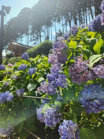 初夏の紫陽花と古都の風情