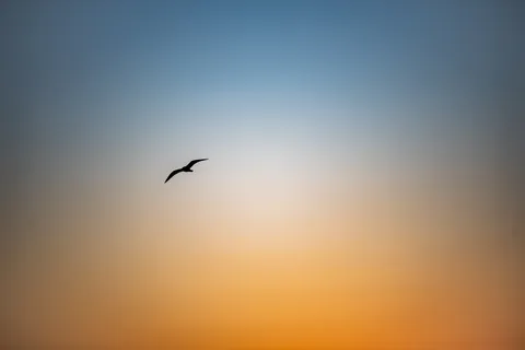 茜色の空をゆく翼