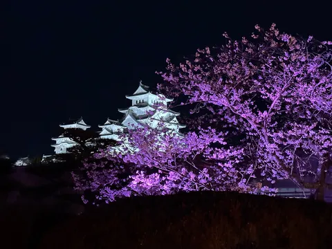 お城の夜会に、桜が紫で参戦