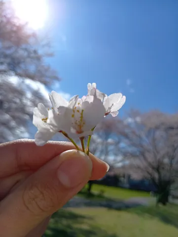 青空に舞う、春のひとひら