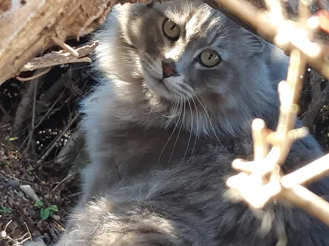 木漏れ日と見つめ合う猫