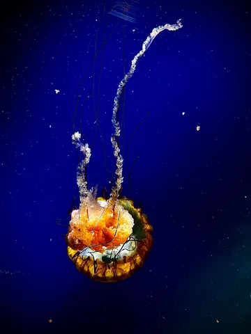 深海に咲く幻想のクラゲ