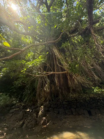 神秘的な光景、古木の生命力