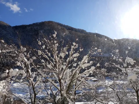 冬の森に積もる木々の枝