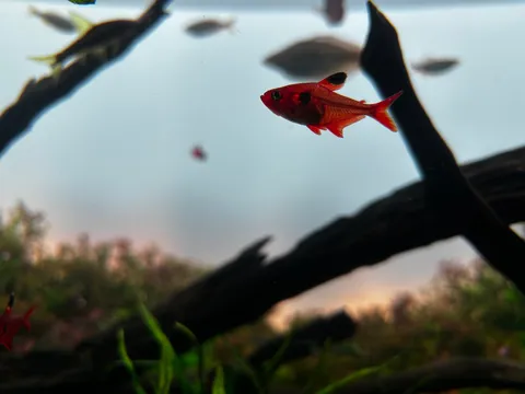 深紅の水中散歩