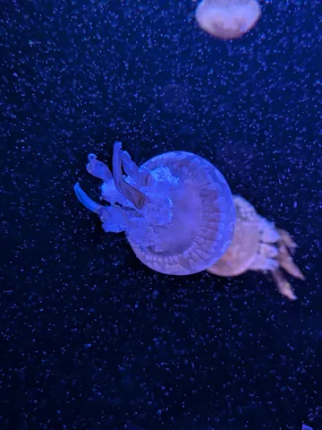 くらげ、ゆらり