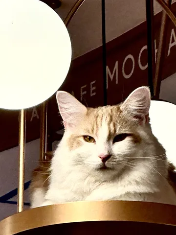 カフェの主？琥珀色の視線
