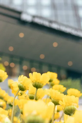 雨上がりの黄色い小花