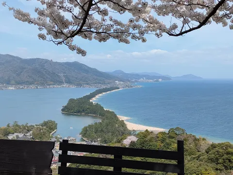 桜と天橋立の海