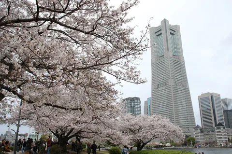 桜とタワー、どっちが主役？