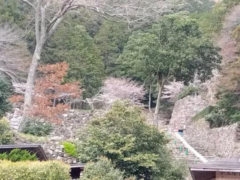 石垣と新緑のコントラスト