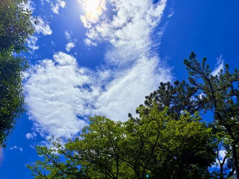 夏空を彩る木漏れ日と雲