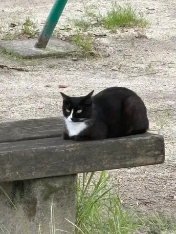 ベンチでひとやすみ、モノクロ猫