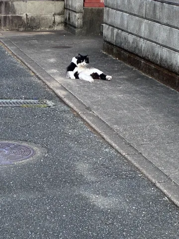 路地裏のくつろぎ猫