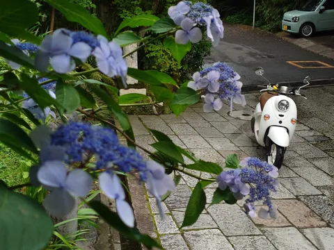 雨上がりの静けさ、紫陽花とバイク