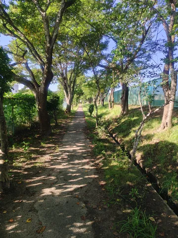 木陰の穏やかな道