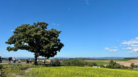 風景の大樹と人影の午後