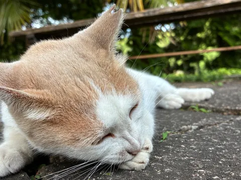 まどろむ猫の柔らかな午後