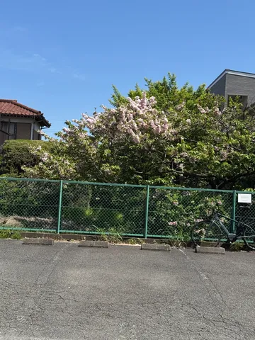 今日も元気な桜と自転車さん
