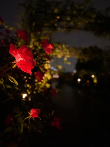 夜の道を染める赤い花の灯り