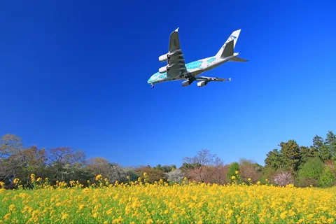 空飛ぶ絨毯、満開の絨毯